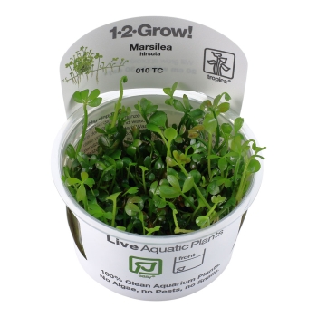 Marsilea hirsuta - Zwergkleeblatt 1-2-Grow!